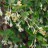 Гуми (лох многоцветковый), Elaeagnus multiflora - Elaeagnus_multiflora_floversx4.jpg